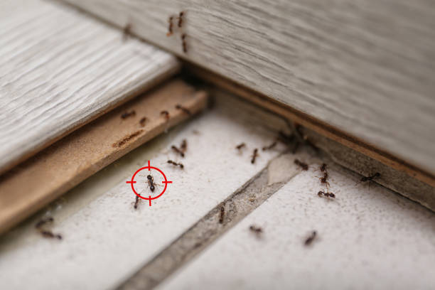 Flea Control Services in Wade Hampton, SC