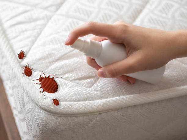 Insect Control in Wade Hampton, SC